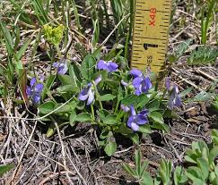 Image result for Landolphia violacea