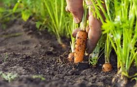 Resultado de imagen para cultivo de zanahoria en el piso frio