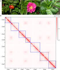 Check spelling or type a new query. A Chromosome Level Genome Assembly Of Rugged Rose Rosa Rugosa Provides Insights Into Its Evolution Ecology And Floral Characteristics Horticulture Research