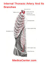 Internal thoracic artery and vein. Internal Thoracic Artery And Its Branches Clinical Importance