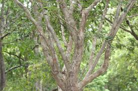 Image result for Dialium englerianum