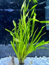 Image result for Vallisneria