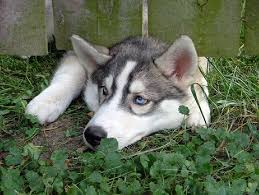 Tahan Sobra Juurde Siberian Husky Dog Jumping Fence Dog Potty Training