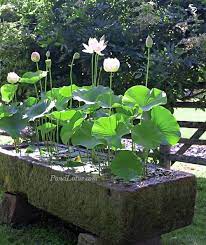 Dwarf lotus varieties are suited better than. Growing Lotus Outside The Pond Pondlotus Com