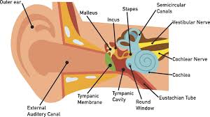 The inner ear houses the sensory organs that help in hearing and maintaining balance. The Middle Ear Anatomy Function And Treatment
