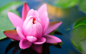 We did not find results for: Pink Lotus Flower Green Leaves Water Reflection Desktop Wallpaper Hd For Mobile Phones And Laptops 3840x2400 Wallpapers13 Com