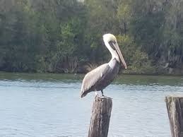 Maybe you would like to learn more about one of these? Bayou Des Allemends Brown Pelican St Charles Herald Guide
