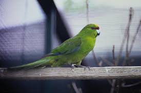Kakariki Fact Sheet