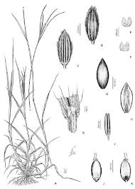 Image result for Digitaria longiflora