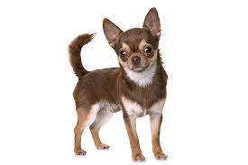 The chihuahua is the most famous of the purse puppies, toy dogs toted around in chic upscale the most famous celebrity chihuahua is tinker bell, who spends her days nestled in socialite paris. Chihuahua Dog Breed Information