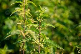 Image result for Urtica