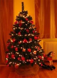 Dimensiuni,brazi de plastic diferite culori si dimensiuni,brazi de plastic cu vanzare case / vile bucurestii noi bucuresti glx1205040. Brazi De Craciun Vanzare Brazi Bucuresti Livrare Brazi De Craciun Brazi Naturali Brazi Artificia Decoratiuni Diverse