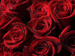 768x1536 garden roses, red, rose, flower, floribunda, rose family. Aesthetic Red Roses Background 1920x1440 Wallpaper Teahub Io