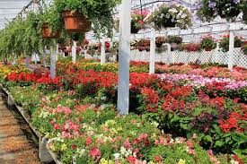 Alberature, cespugli da fiore, arbusti, sempre verdi, piante da frutto, rose, piante mediterranee, rampicanti, cespugli nani, piante da siepe, ulivi e aceri giapponesi. Home