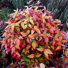 Nandina Firepower Garden Housecalls