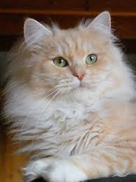 German Long Haired Cat Ravell Ravell Is A German Long Haired Cat From The Breed Gemangora And Has Bred Th Long Haired Cats Cats And Kittens Beautiful Cats