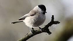 Image result for Poecilostachys