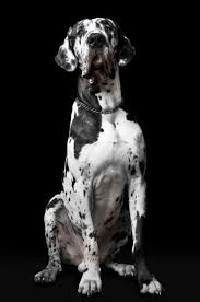 Black And White Names For Dogs Great Dane I Want One So Bad Greatdaneharlequin Great Dane Dogs Great Dane Names Dane Dog