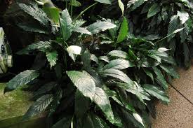 Image result for Spathiphyllum