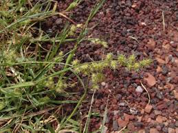 Image result for Cenchrus unisetus