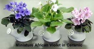 Note that if you are showing these plants, you must use their official. Tiny Pots For Miniature African Violets African Violet Fantasy Hybrid Teacup Park Seed African Violet African Violets Violet Fancy Garden