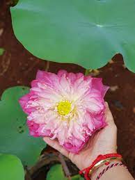 Klasifikasi dan morfologi tanaman bunga lotus. Bunga Seroja Dan Salawat Nabi Halaman All Kompasiana Com