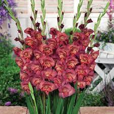 Mini Gladiola Thomas Bulb Flowers Gladiolus Plants
