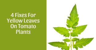 Nitrogen is necessary for plant growth and chlorophyll. How Do You Fix Yellow Leaves On Tomato Plants Home Garden Vegetables
