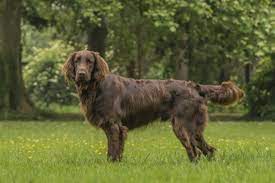 The curly coated retriever may be the most graceful and elegant of the retrievers, appearing longer legged and more agile than the others. Flat Coated Retriever Martin Rutter Dogs