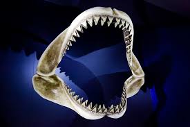 We did not find results for: Hd Wallpaper White Shark Jaw Skeleton Animal Big Bite Danger Dangerous Wallpaper Flare