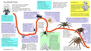 Everything Is Spiders Parrots Spider Facts Spiders In