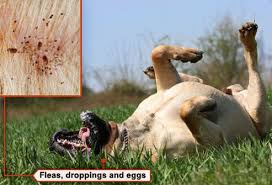 More images for how to tell if my dog has a tick or scab » Slideshow Pictures Pet Health What You Need To Know About Fleas And Ticks On Emedicinehealth Com