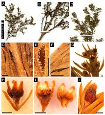 Image result for Thesium megalocarpum