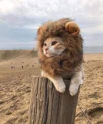 Miluck Lion Mane Wig For Dog And Cat Costume With Ears Pet Adjustable Comfortable Fancy Lion Hair Dog Clothes Dress For Halloween Christmas Easter Festival Part Cute Animals Cute Cat Gif