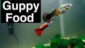 Best Food For Guppy Fish Feeding Flakes Youtube