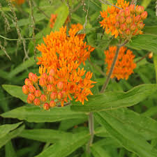 Image result for Asclepias foliosa