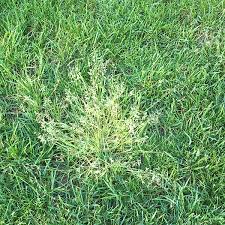 Image result for Poa annua