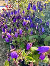 Image result for Camptorrhiza strumosa