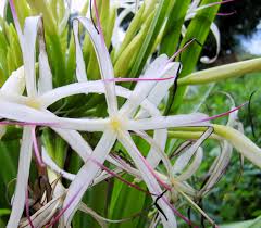 Image result for Crinum asiaticum