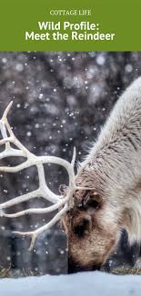 Did You Know That When It Snows My Eyes Wild Profile Meet The Reindeer Er Caribou Cottage Life Caribou Mammals Canadian Wildlife