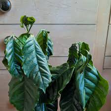 Image result for Coffea salvatrix