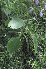 Image result for Brillantaisia cicatricosa