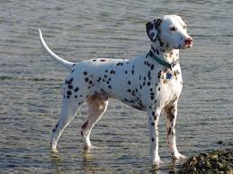 LUA Dalmatians – Dalmatian Club of America Foundation