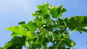 Image result for Jatropha schlechteri