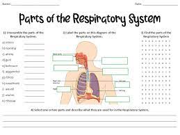 Parts Of The Respiratory Breathing System Worksheet Teaching Resources