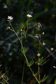 Image result for Spergula