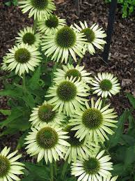 Purple Coneflower Garden Help Native Garden Missouri Botanical Garden