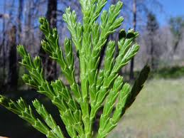 Image result for Calocedrus decurrens