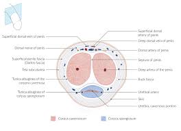 It feels as if buck's fascia is taking all the stress. Male Reproductive Organs Amboss
