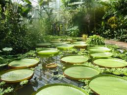 Waterlilies In The Conservatory Edinburgh Botanical Garden Spent Hours In This Garden One Of The Best I Have Ever Pond Life Water Lilies Pinterest Garden